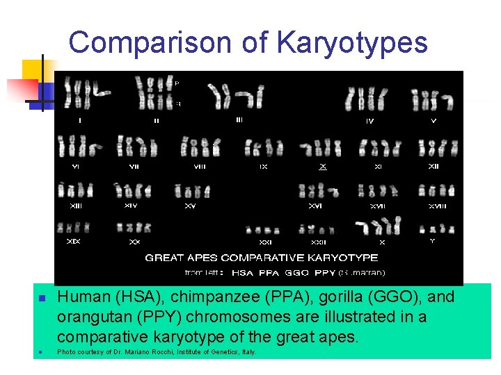 Comparison of Karyotypes n n Human (HSA), chimpanzee (PPA), gorilla (GGO), and orangutan (PPY) Comparison of Karyotypes n n Human (HSA), chimpanzee (PPA), gorilla (GGO), and orangutan (PPY)