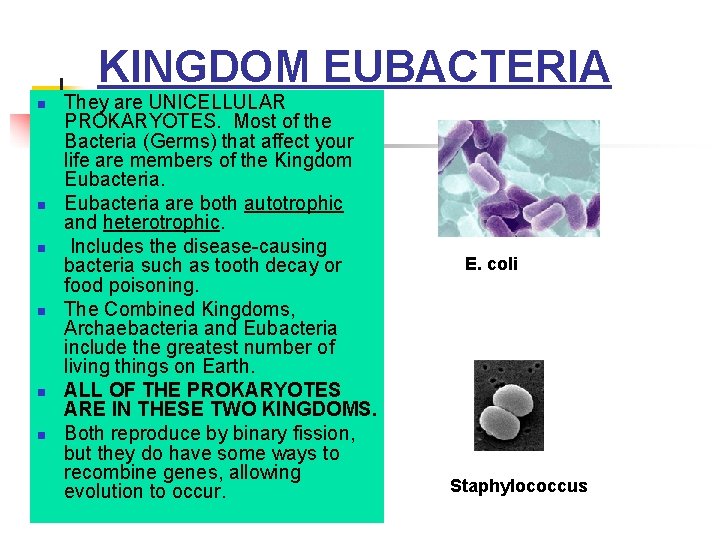 KINGDOM EUBACTERIA n n n They are UNICELLULAR PROKARYOTES. Most of the Bacteria (Germs) KINGDOM EUBACTERIA n n n They are UNICELLULAR PROKARYOTES. Most of the Bacteria (Germs)