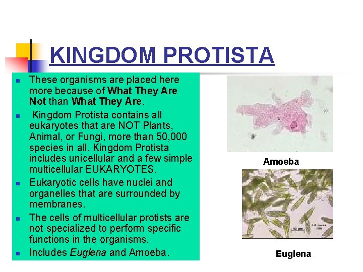 KINGDOM PROTISTA n n n These organisms are placed here more because of What KINGDOM PROTISTA n n n These organisms are placed here more because of What
