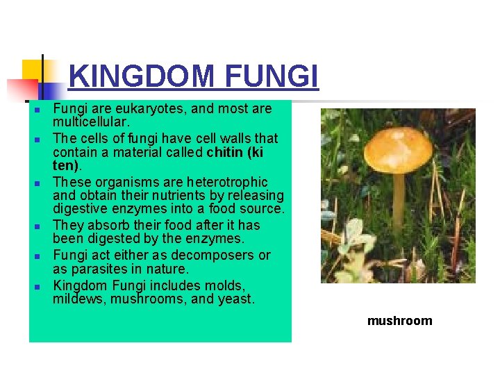 KINGDOM FUNGI n n n Fungi are eukaryotes, and most are multicellular. The cells KINGDOM FUNGI n n n Fungi are eukaryotes, and most are multicellular. The cells