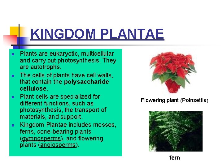 KINGDOM PLANTAE n n Plants are eukaryotic, multicellular and carry out photosynthesis. They are KINGDOM PLANTAE n n Plants are eukaryotic, multicellular and carry out photosynthesis. They are