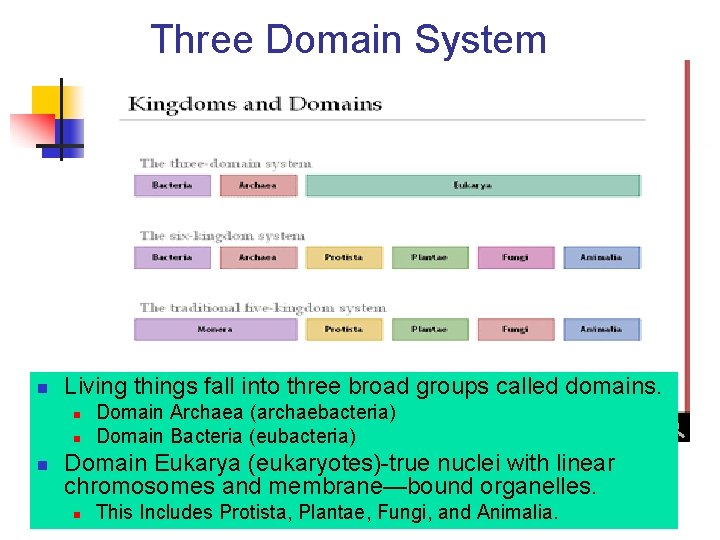 Three Domain System n Living things fall into three broad groups called domains. n Three Domain System n Living things fall into three broad groups called domains. n