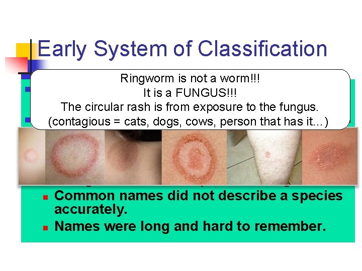 Early System of Classification n Ringworm is not a worm!!! Organism’s were grouped into Early System of Classification n Ringworm is not a worm!!! Organism’s were grouped into