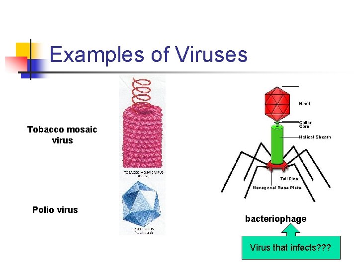 Examples of Viruses Tobacco mosaic virus Polio virus bacteriophage Virus that infects? ? ? Examples of Viruses Tobacco mosaic virus Polio virus bacteriophage Virus that infects? ? ?
