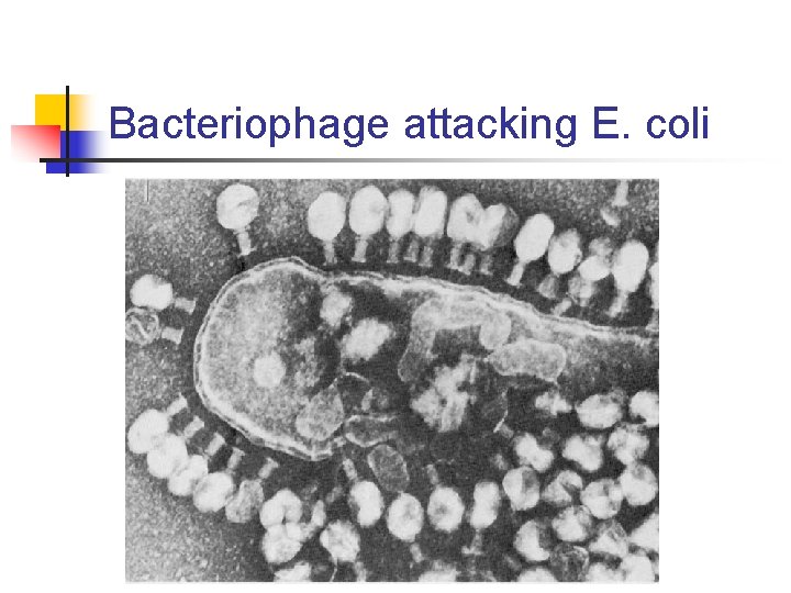 Bacteriophage attacking E. coli Bacteriophage attacking E. coli