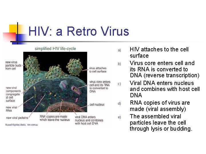 HIV: a Retro Virus a) b) c) d) e) HIV attaches to the cell HIV: a Retro Virus a) b) c) d) e) HIV attaches to the cell