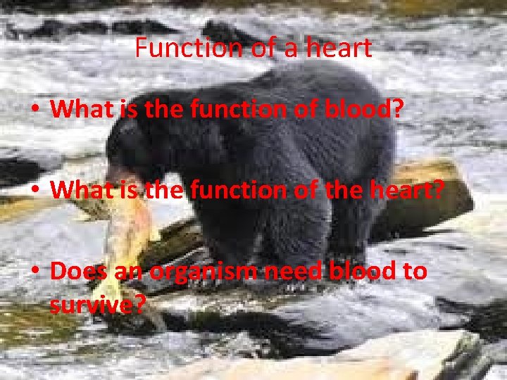 Function of a heart • What is the function of blood? • What is