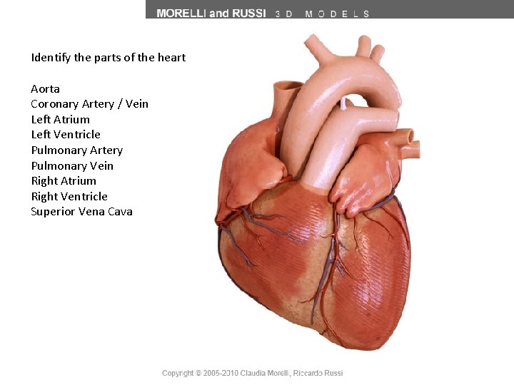 Identify the parts of the heart Aorta Coronary Artery / Vein Left Atrium Left
