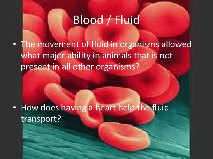Blood / Fluid • The movement of fluid in organisms allowed what major ability