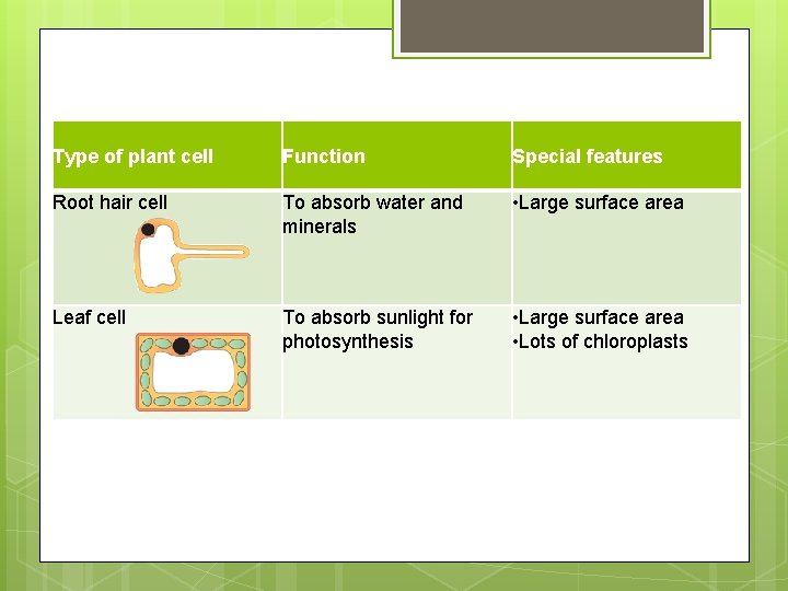 Type of plant cell Function Special features Root hair cell To absorb water and Type of plant cell Function Special features Root hair cell To absorb water and