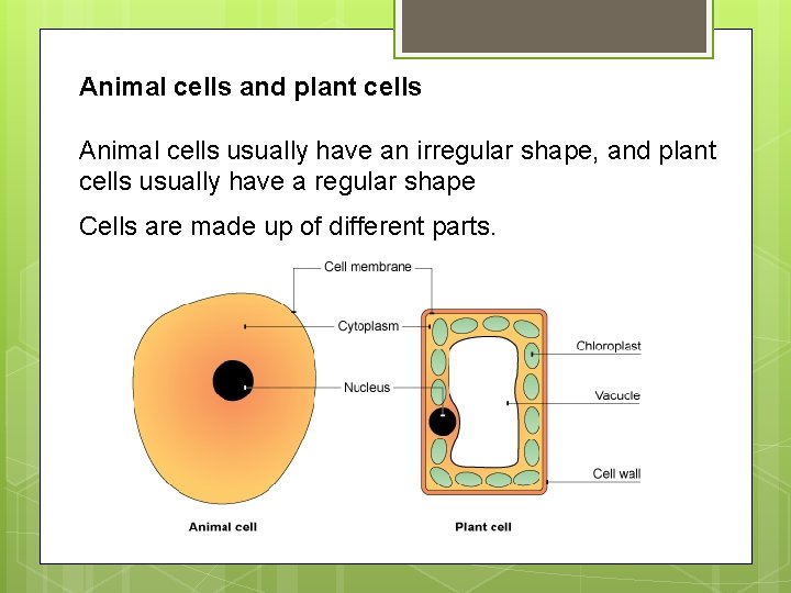Animal cells and plant cells Animal cells usually have an irregular shape, and plant Animal cells and plant cells Animal cells usually have an irregular shape, and plant