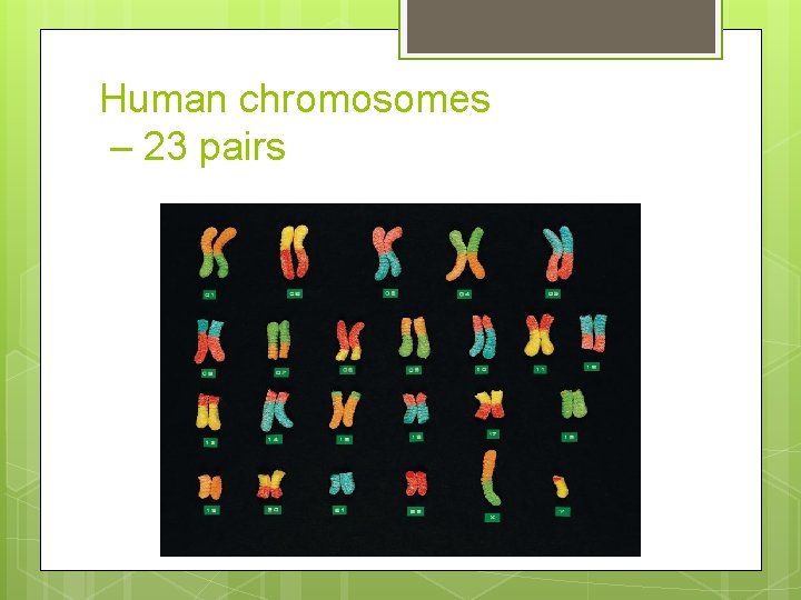 Human chromosomes – 23 pairs Human chromosomes – 23 pairs