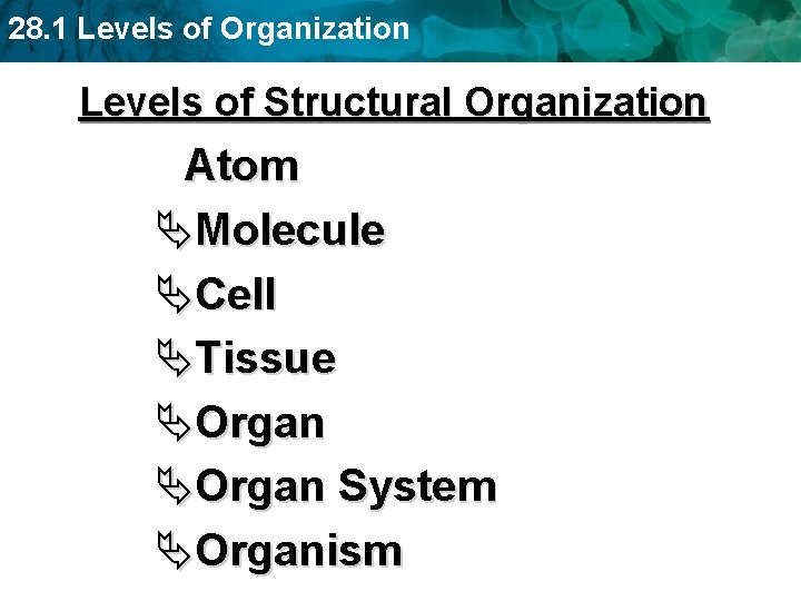 28. 1 Levels of Organization Levels of Structural Organization Atom ÄMolecule ÄCell ÄTissue ÄOrgan