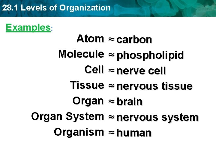28. 1 Levels of Organization Examples: Atom Molecule Cell Tissue Organ System Organism ≈