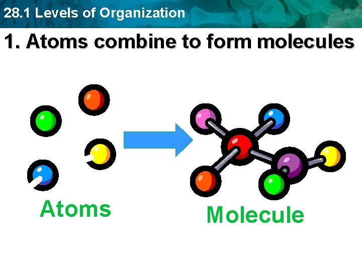28. 1 Levels of Organization 1. Atoms combine to form molecules Atoms Molecule 