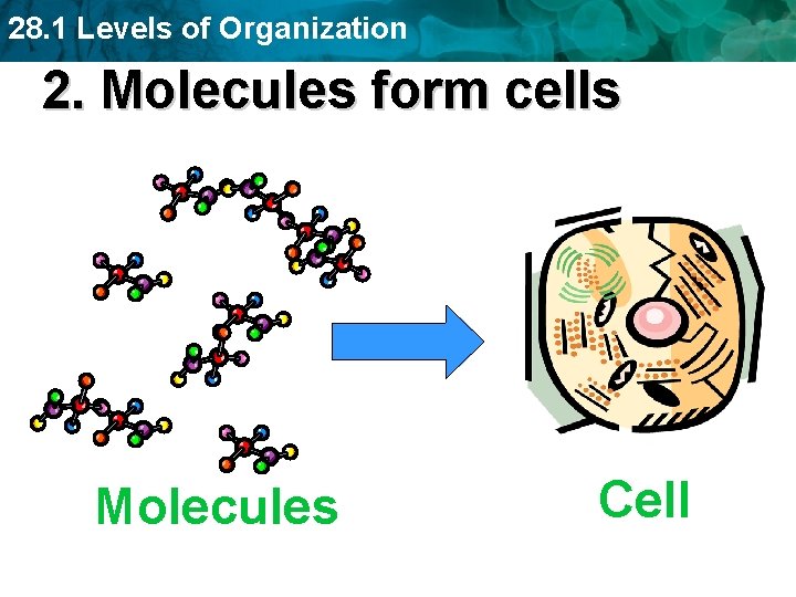 28. 1 Levels of Organization 2. Molecules form cells Molecules Cell 