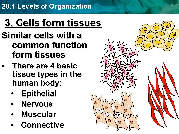 28. 1 Levels of Organization 3. Cells form tissues Similar cells with a common