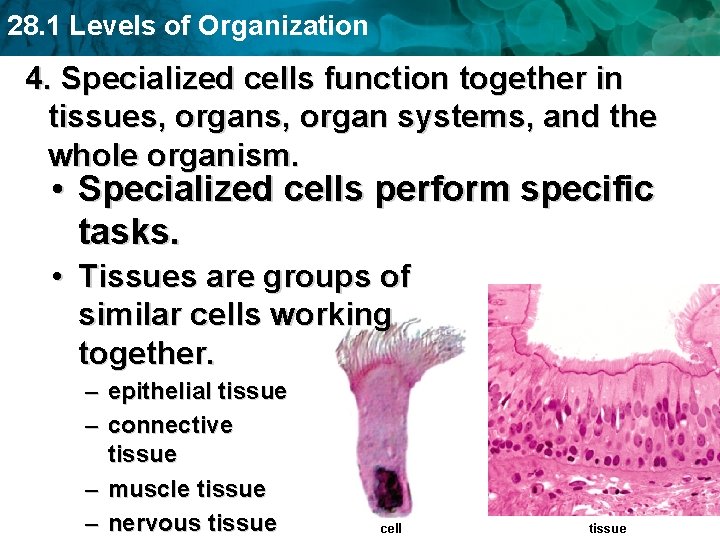 28. 1 Levels of Organization 4. Specialized cells function together in tissues, organ systems,