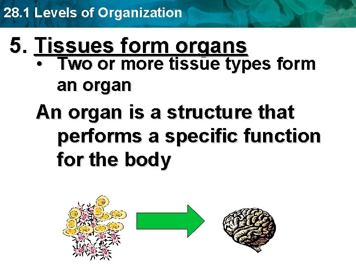 28. 1 Levels of Organization 5. Tissues form organs • Two or more tissue