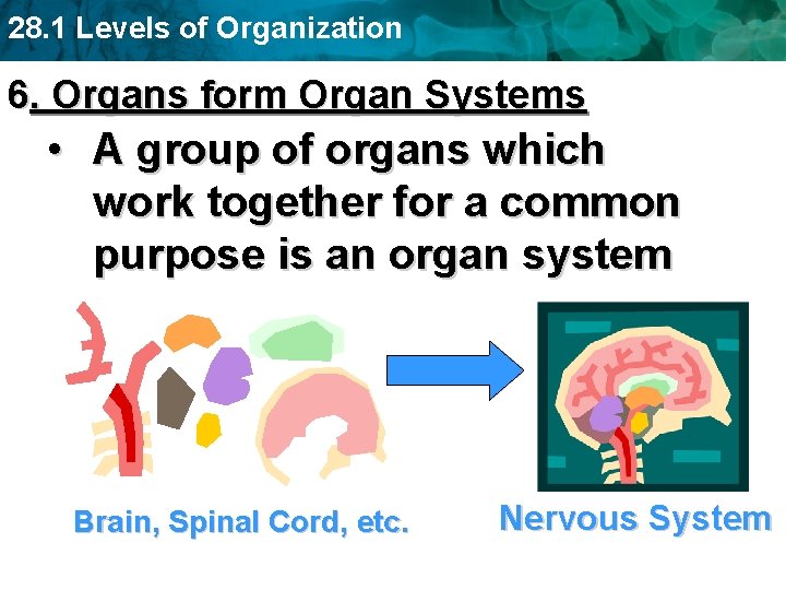 28. 1 Levels of Organization 6. Organs form Organ Systems • A group of