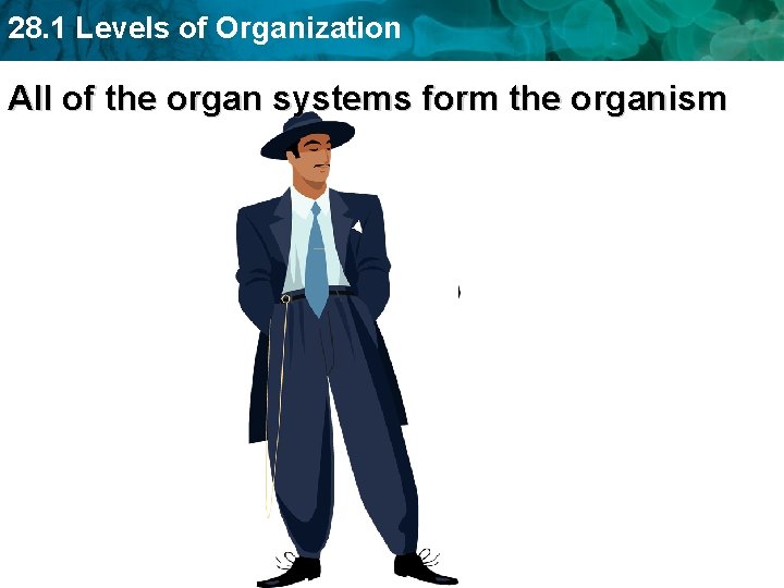 28. 1 Levels of Organization All of the organ systems form the organism 
