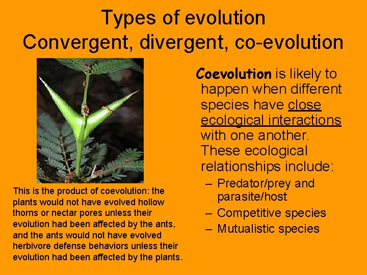 Types of evolution Convergent, divergent, co-evolution Coevolution is likely to happen when different species