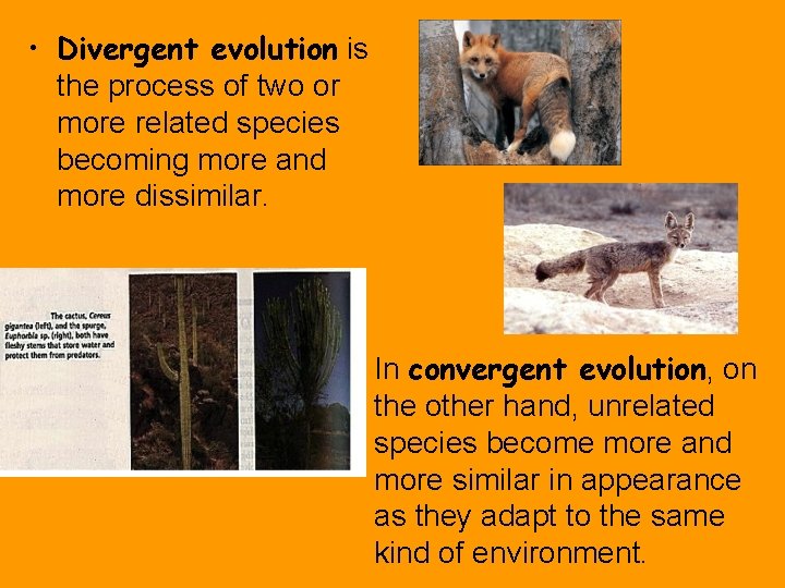  • Divergent evolution is the process of two or more related species becoming