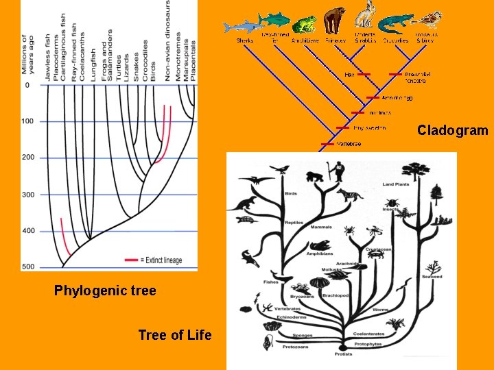 Cladogram Phylogenic tree Tree of Life 