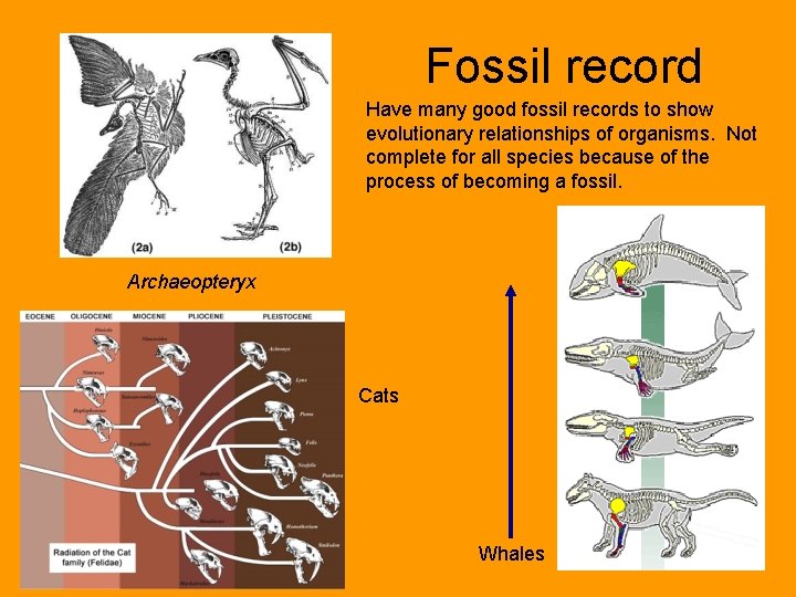 Fossil record Have many good fossil records to show evolutionary relationships of organisms. Not