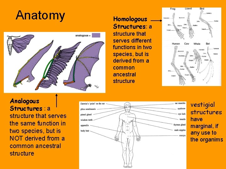 Anatomy Homologous Structures: a structure that serves different functions in two species, but is