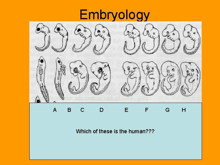 Embryology A B C D E F Which of these is the human? ?