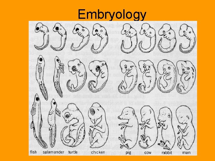 Embryology 