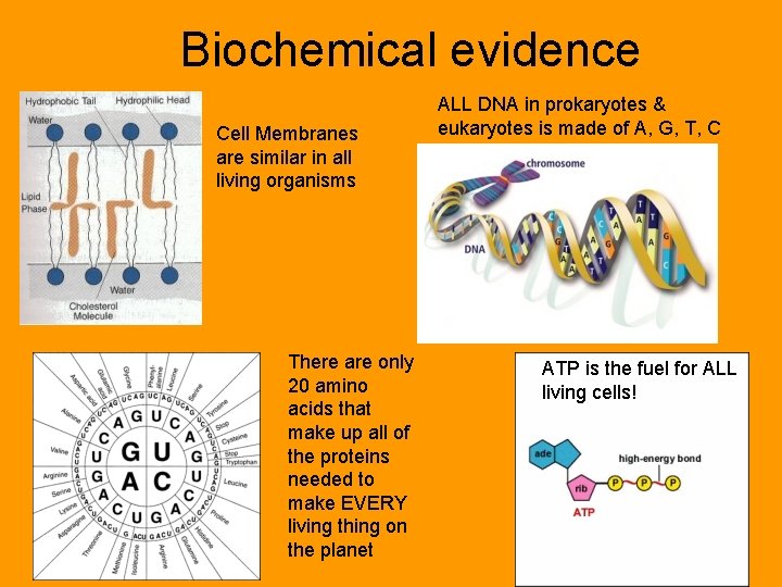 Biochemical evidence Cell Membranes are similar in all living organisms There are only 20