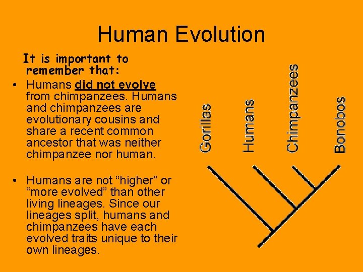 Human Evolution It is important to remember that: • Humans did not evolve from