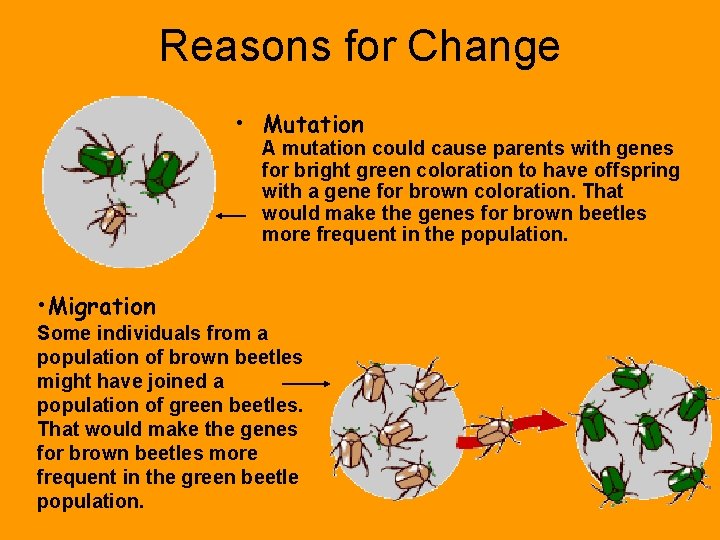 Reasons for Change • Mutation A mutation could cause parents with genes for bright