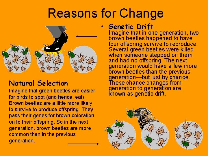 Reasons for Change • Genetic Drift Natural Selection Imagine that green beetles are easier