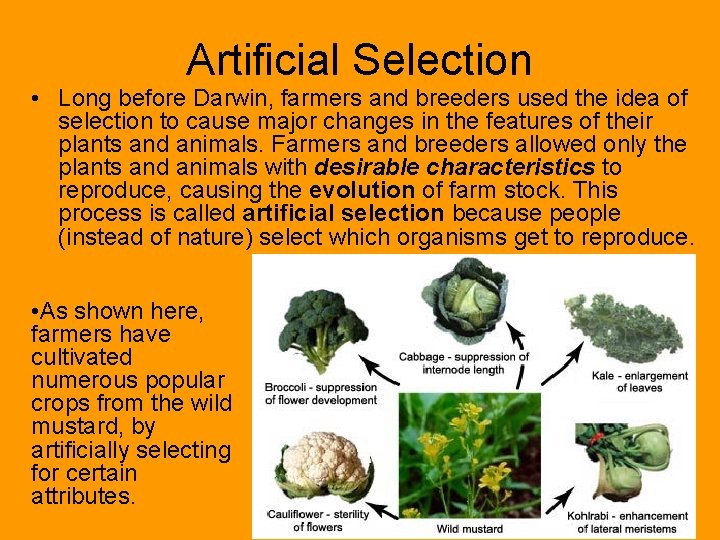 Artificial Selection • Long before Darwin, farmers and breeders used the idea of selection