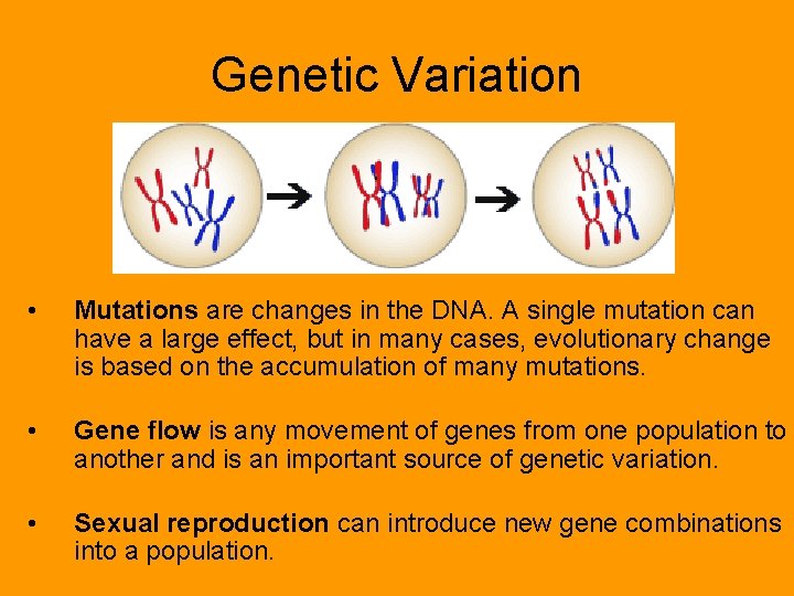 Genetic Variation • Mutations are changes in the DNA. A single mutation can have