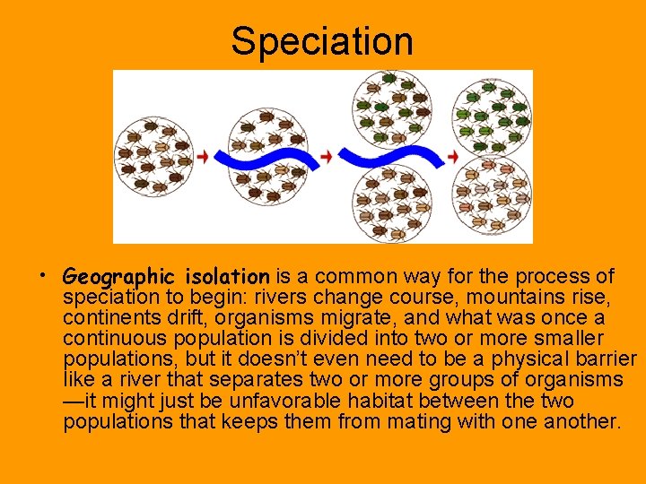 Speciation • Geographic isolation is a common way for the process of speciation to