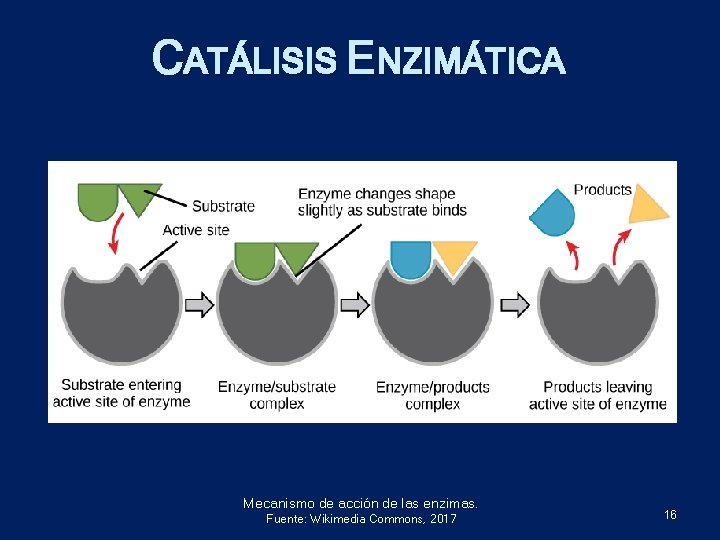 CATÁLISIS ENZIMÁTICA Mecanismo de acción de las enzimas. Fuente: Wikimedia Commons, 2017 16 