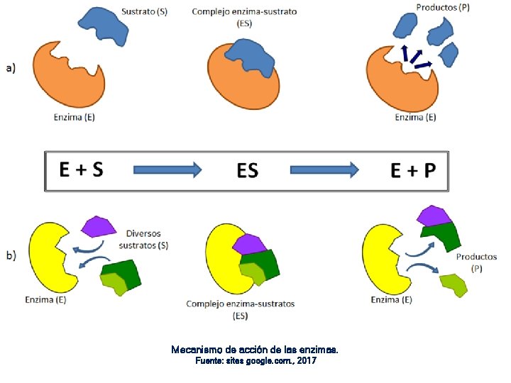 CARACTERÍSTICAS DE LAS ENZIMAS Mecanismo de acción de las enzimas. Fuente: sites google. com.