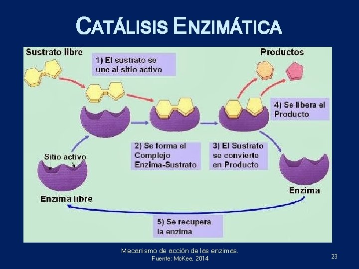 CATÁLISIS ENZIMÁTICA Mecanismo de acción de las enzimas. Fuente: Mc. Kee, 2014 23 