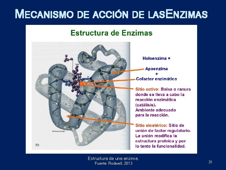 MECANISMO DE ACCIÓN DE LASENZIMAS Estructura de una enzima. Fuente: Rodwell, 2013 31 