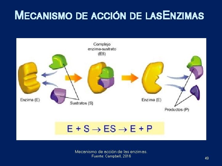 MECANISMO DE ACCIÓN DE LASENZIMAS Mecanismo de acción de las enzimas. Fuente: Campbell, 2016