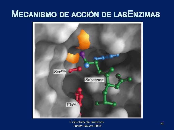 MECANISMO DE ACCIÓN DE LASENZIMAS Estructura de enzimas. Fuente: Nelson, 2015 56 