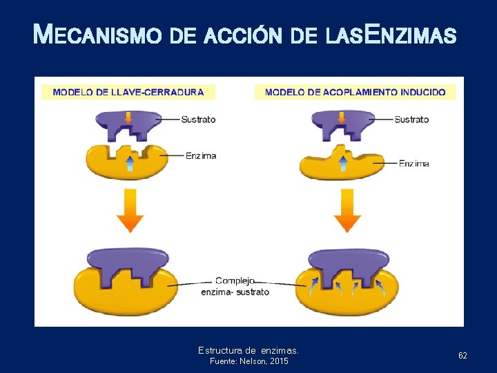 MECANISMO DE ACCIÓN DE LASENZIMAS Estructura de enzimas. Fuente: Nelson, 2015 62 