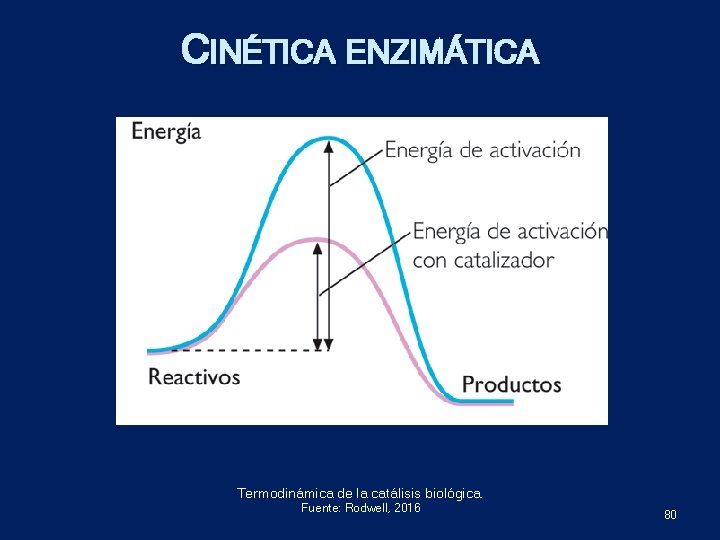 CINÉTICA ENZIMÁTICA Termodinámica de la catálisis biológica. Fuente: Rodwell, 2016 80 