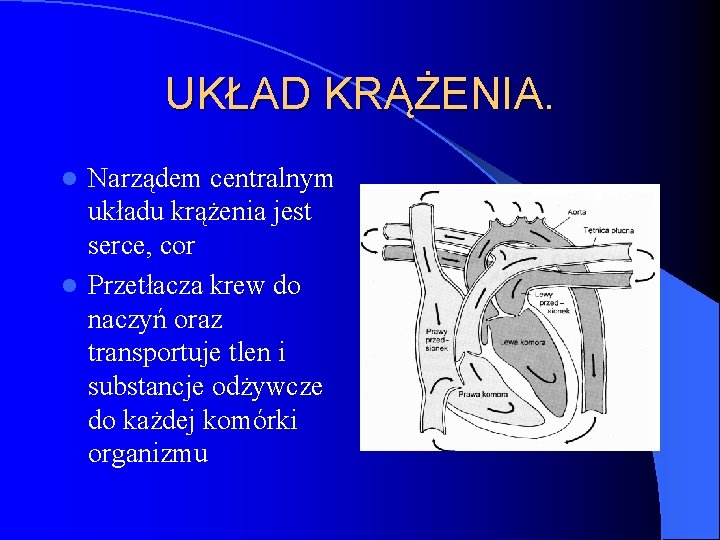 UKŁAD KRĄŻENIA. Narządem centralnym układu krążenia jest serce, cor l Przetłacza krew do naczyń