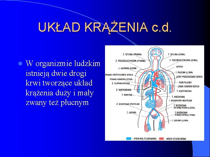UKŁAD KRĄŻENIA c. d. l W organizmie ludzkim istnieją dwie drogi krwi tworzące układ
