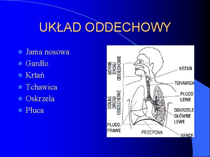 UKŁAD ODDECHOWY l l l Jama nosowa Gardło Krtań Tchawica Oskrzela Płuca 